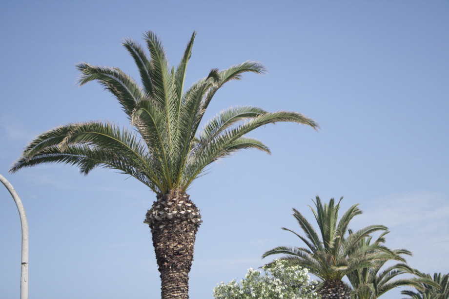 palm trees lagos